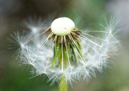 Flown away
