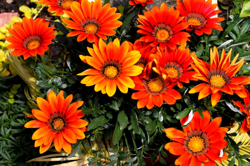 I love flowers Juni `15