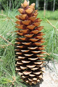 Natural decoration tree