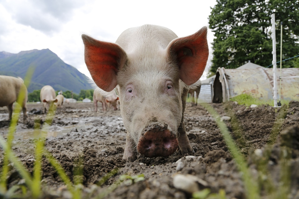 Domestic pig livestock happy pig