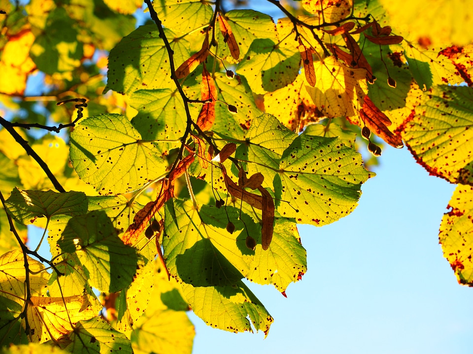 Colorful fall color fall foliage