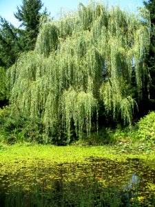 Lily Pond (12) photo