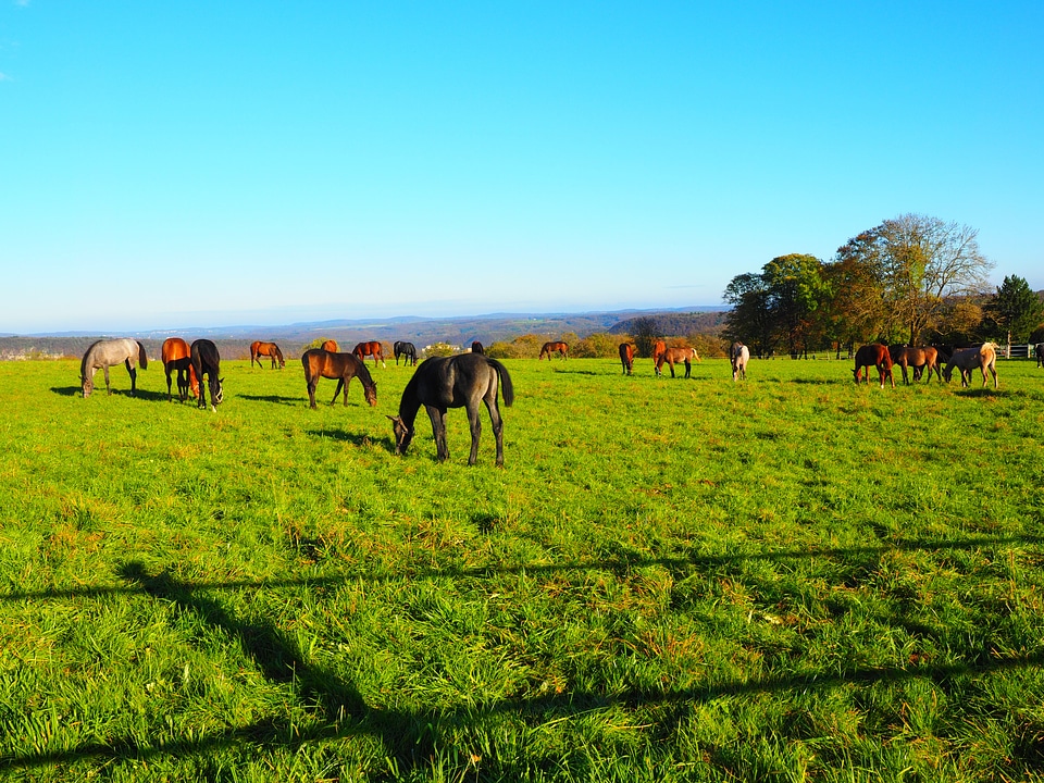Grass green agriculture