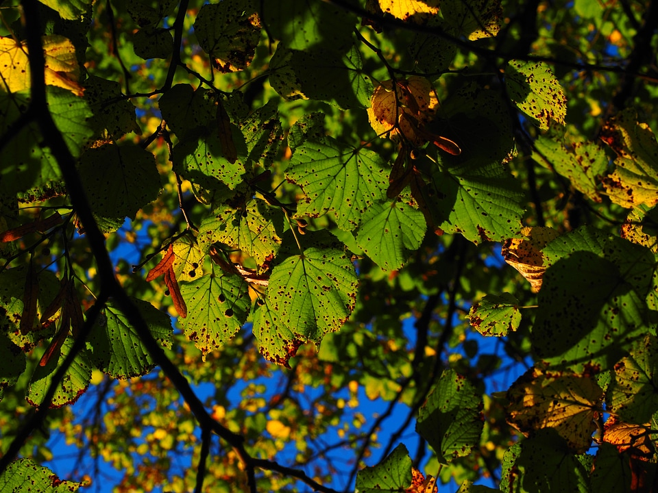 Colorful fall color fall foliage