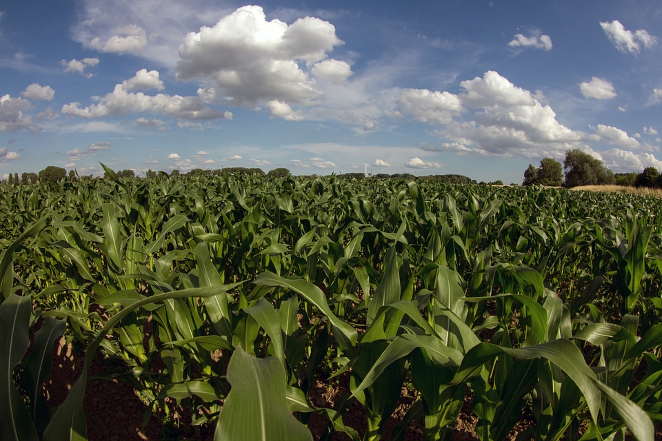 Landscape summer sky cornfield