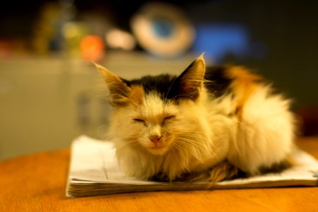 Kitten in Tagong, sichuan