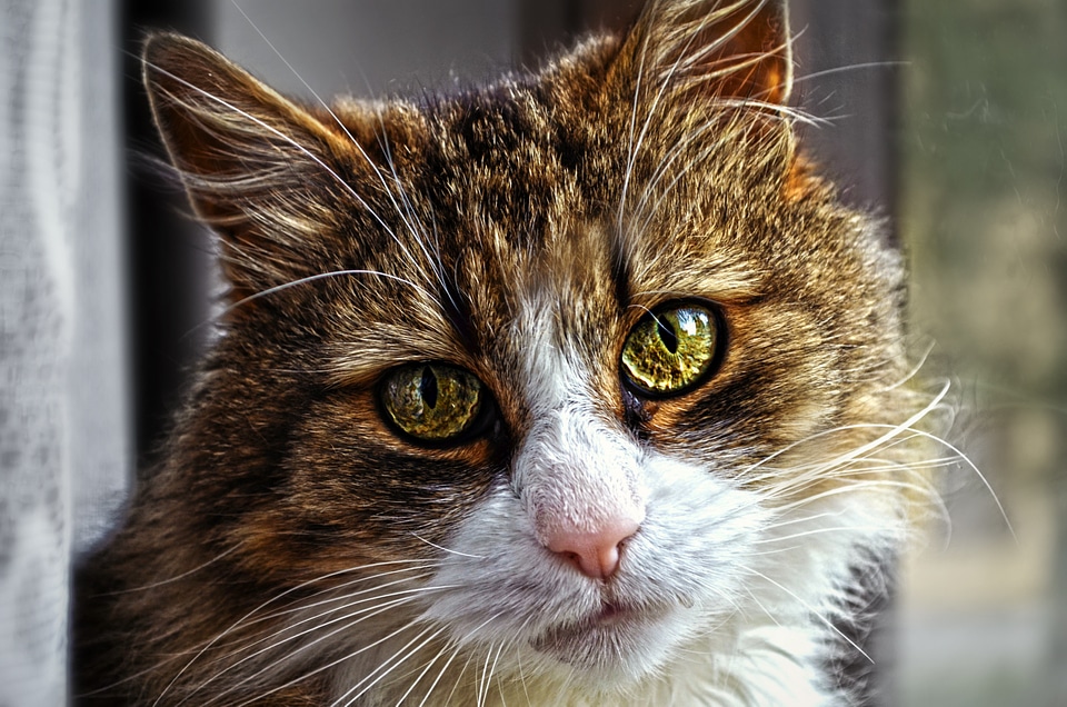 Eyes tomcat cat's eyes