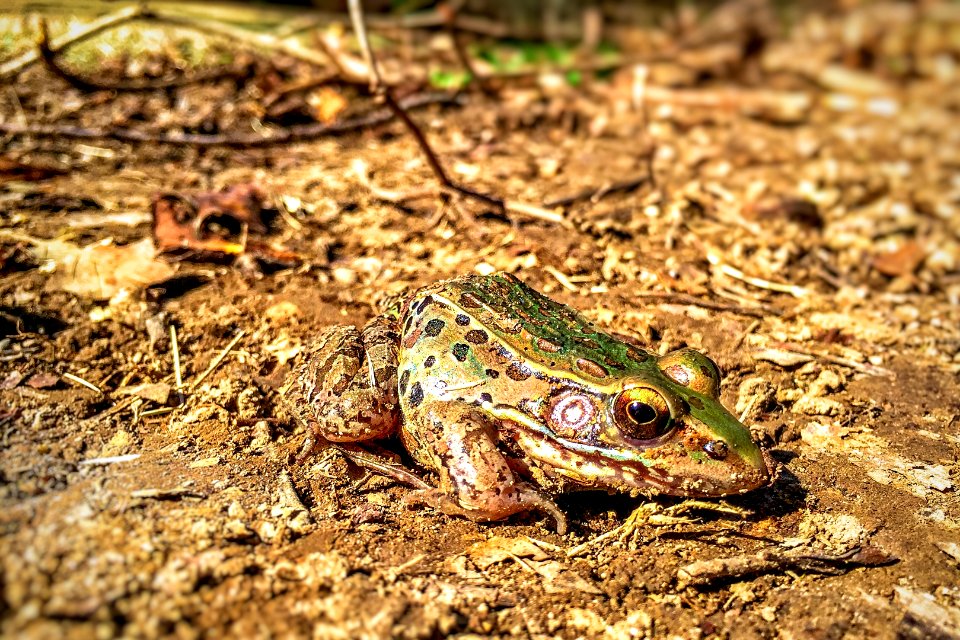 Frog or Toad? That Is The Question  -  iPhone 6