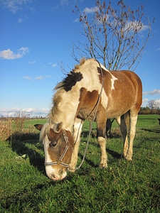 White brown eat photo