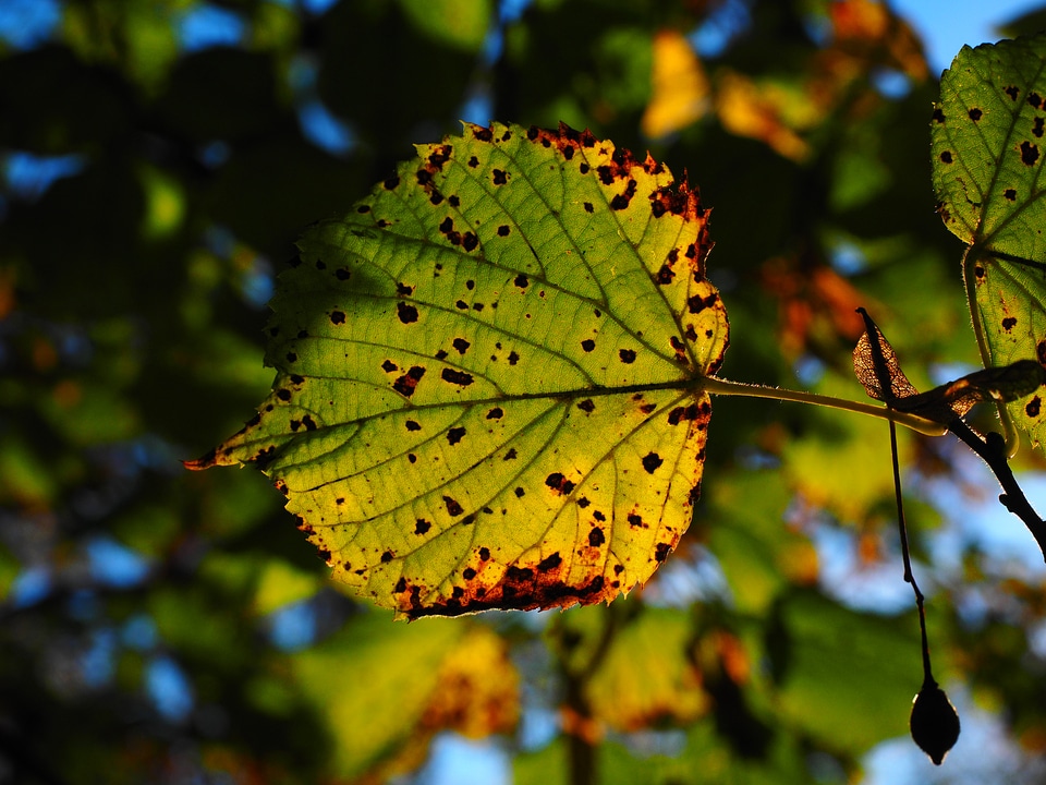 Sunny colorful fall color