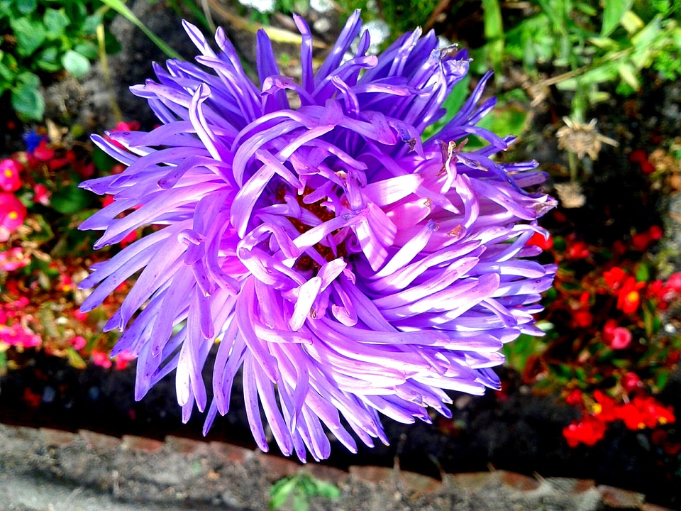 Flower violet garden
