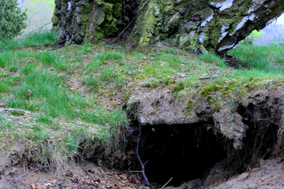 Westruper Heide Ende April 2015  (23)