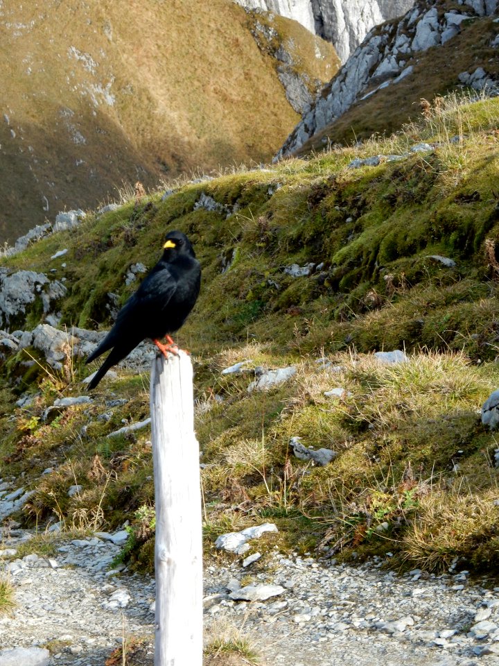 ulm svycarsko 10 2015 079
