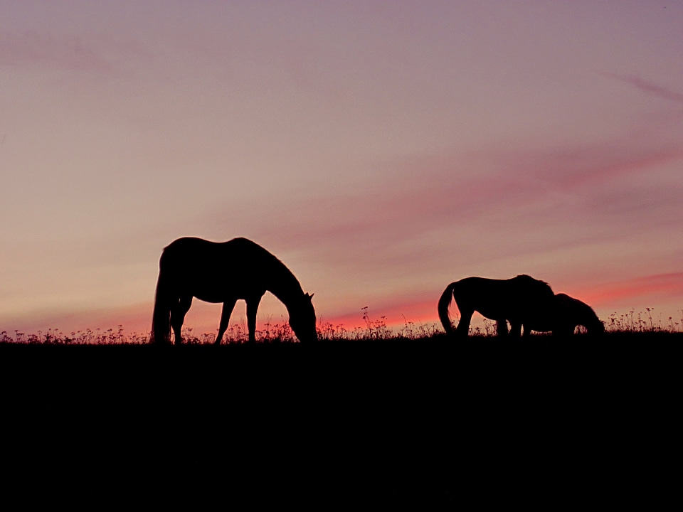 Sky silhouettes dusk