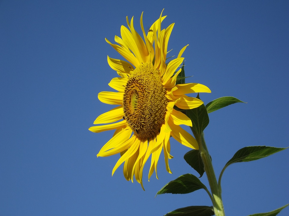 Flora plant vibrant