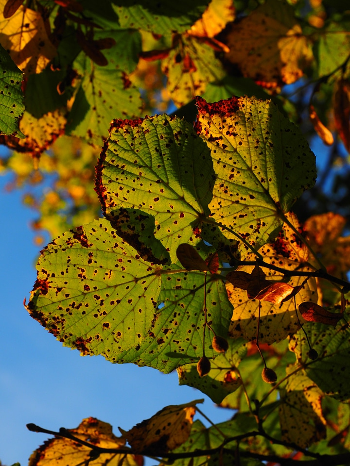 Colorful fall color fall foliage