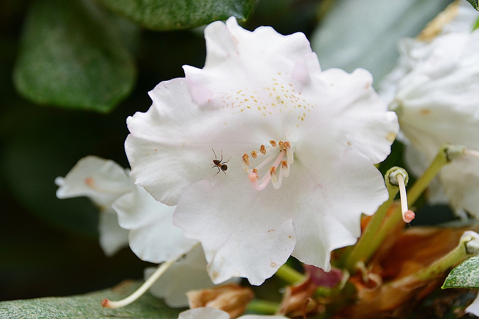 White rhododendron plant