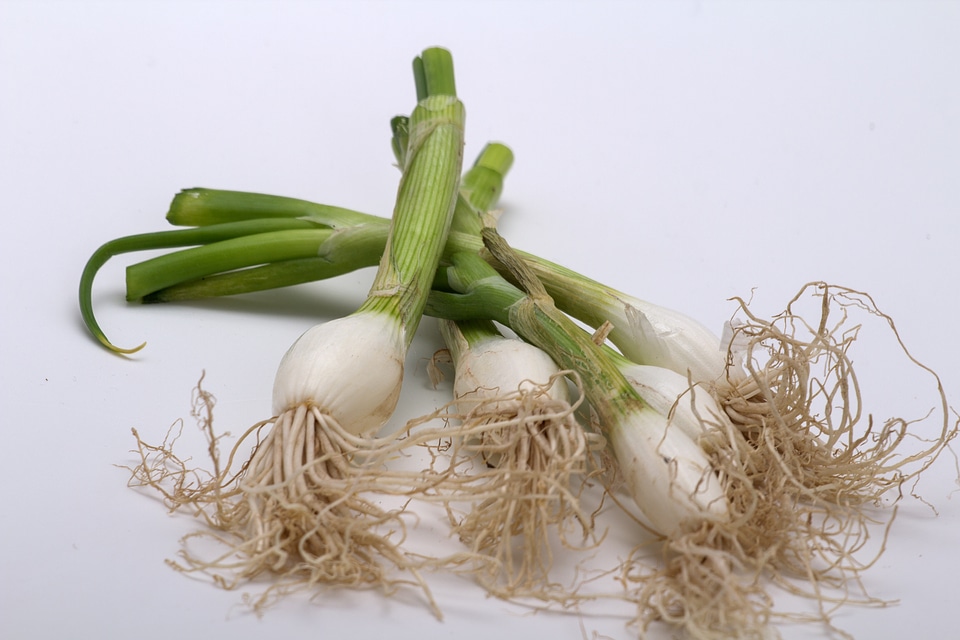 Still life onion green
