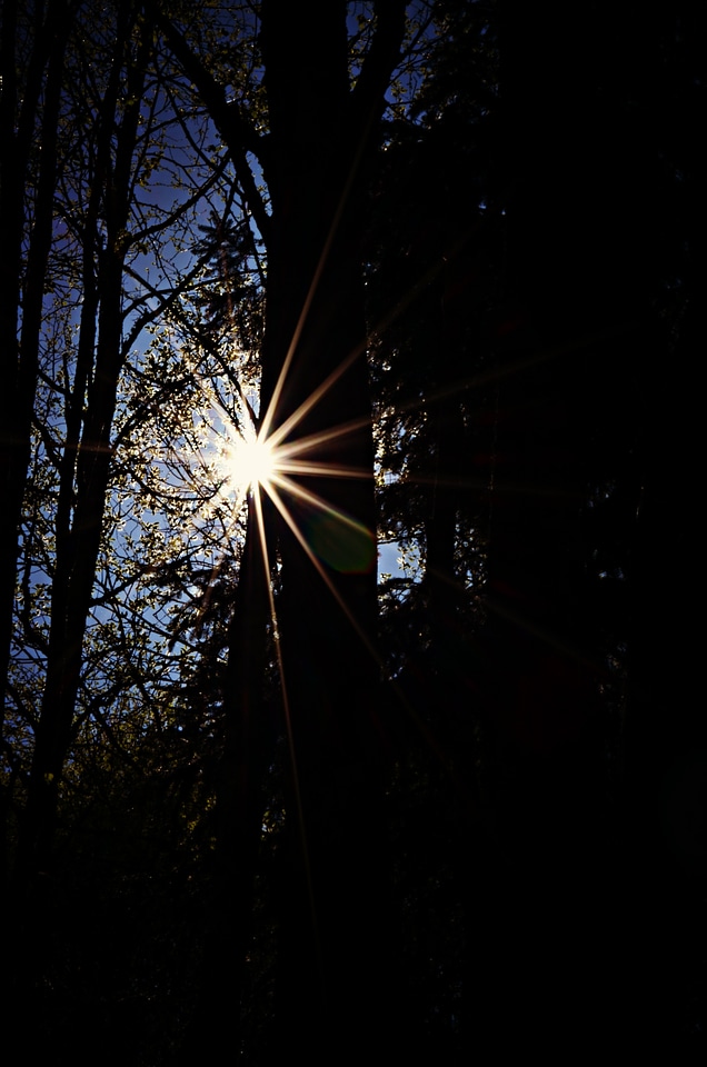 šumava silhouettes forest