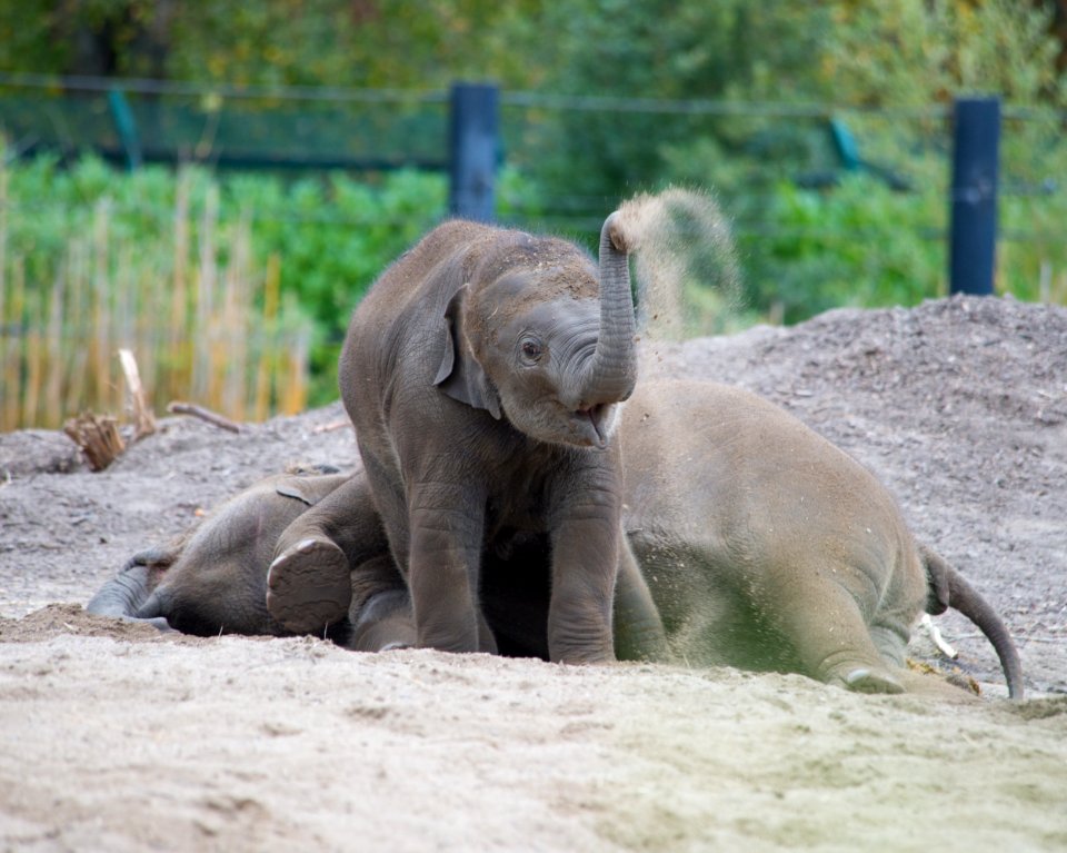 Dublin Zoo