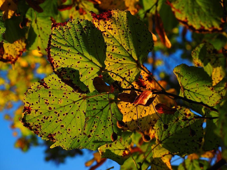 Colorful fall color fall foliage