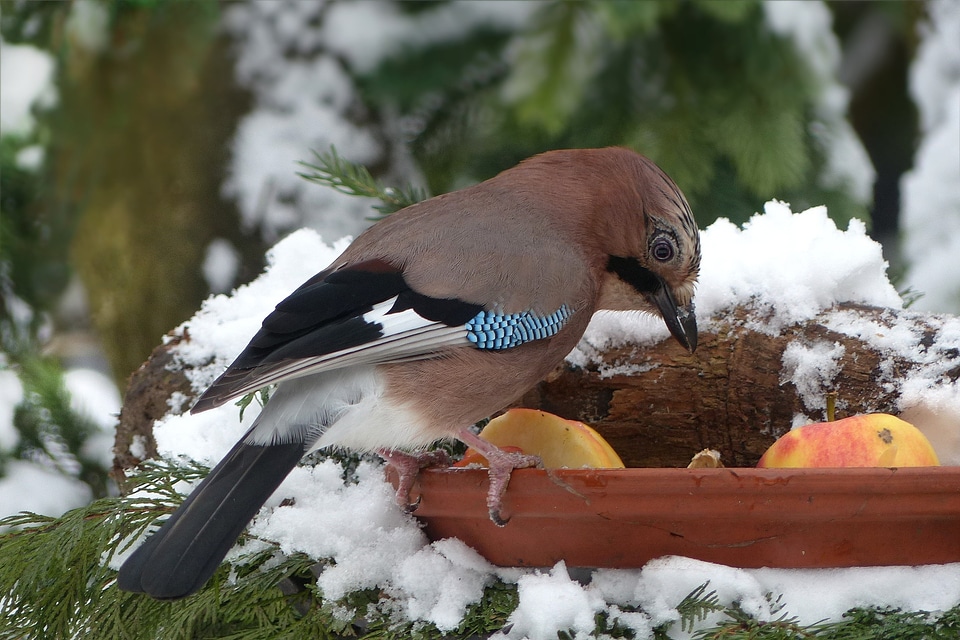 Winter snow garden