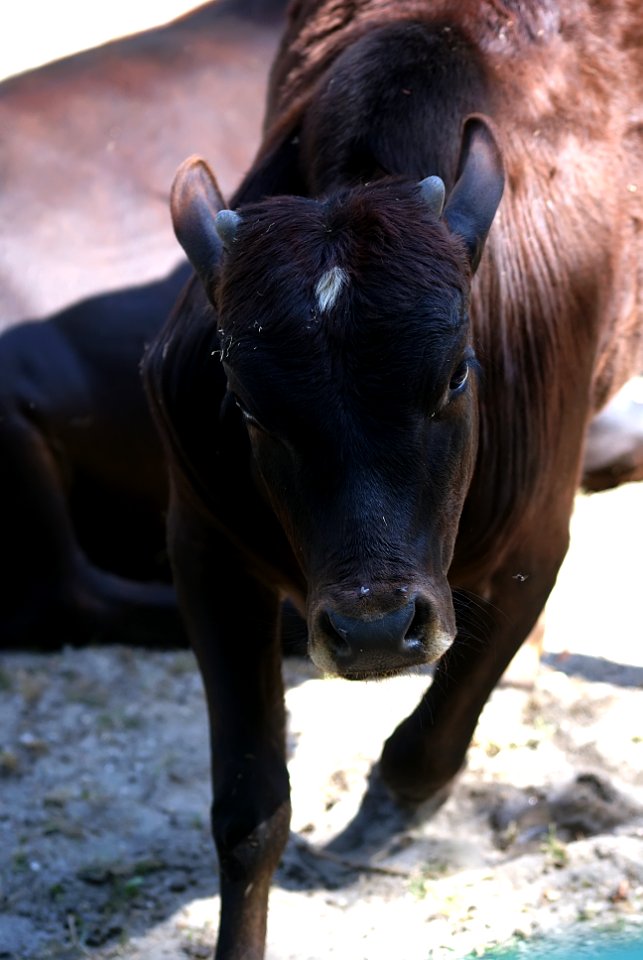 Calf
