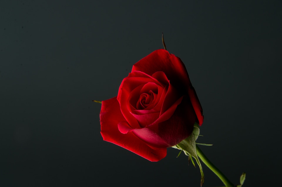 Flower love romance