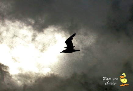 El vuelo de la gaviota al amanecer