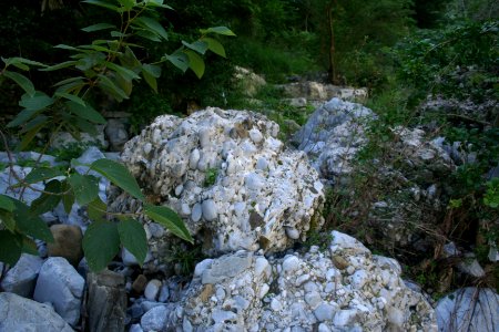 IMG 7981