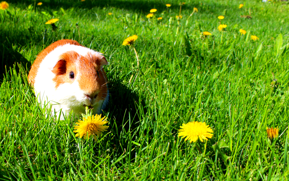 Sasu the Guinea Pig