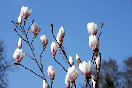 Magnolia tree (two-years-old)