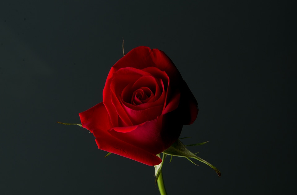 Flower love romance
