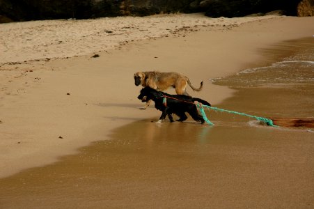 Life guard and an inseparable friend photo