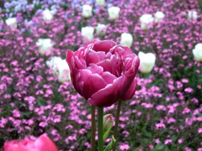 Tulips 1 photo