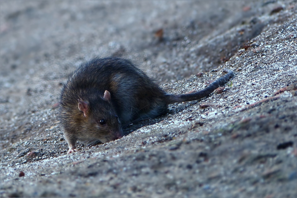 Rat foraging close up