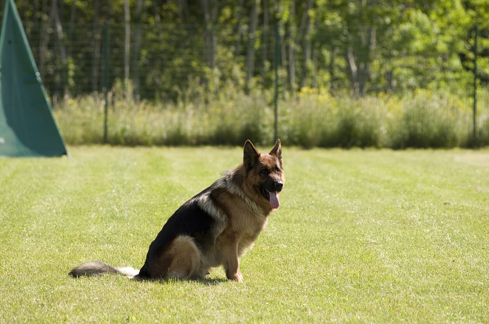 Sitting pet canine