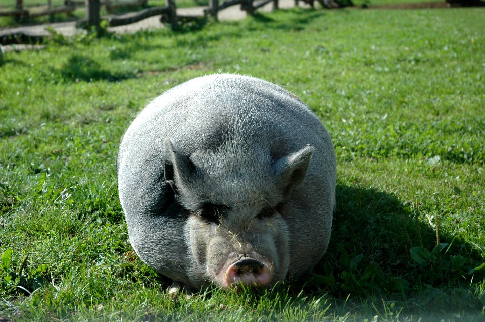 I'm just a cosy pig