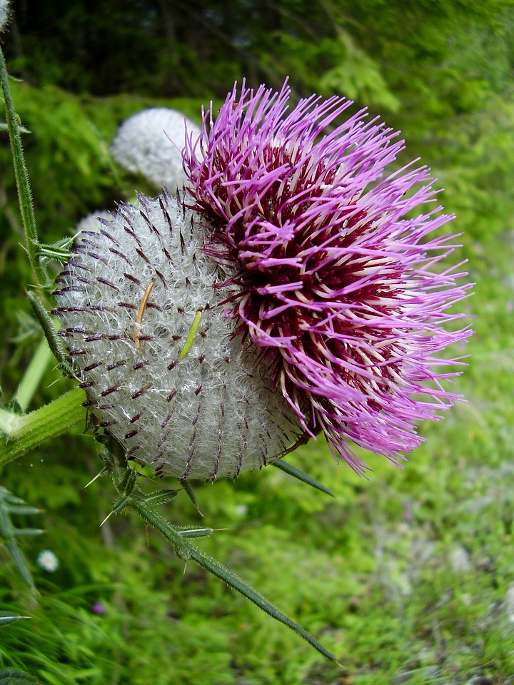 Violet flower prickly