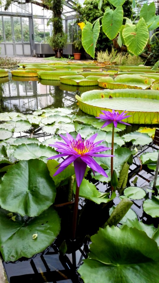 Botanischer Garten Bonn im Juli 2014