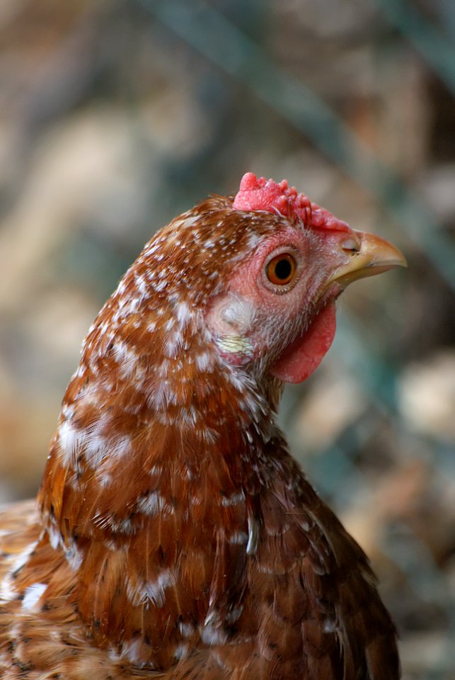 Chicken