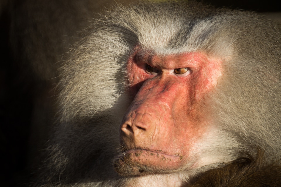 Wildlife animals primate