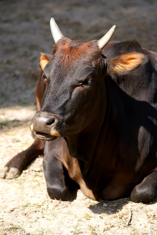Cow