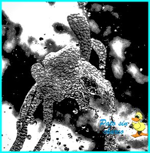 Fantasias de una gota de agua
