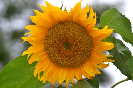 Sun Flower photo