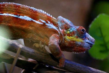 cameleon