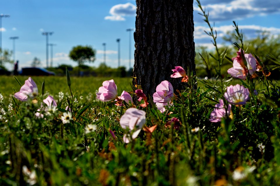 Spring blossom at the park