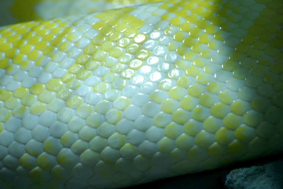 Snake skin
