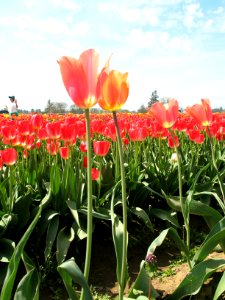 Tulips April 2012 (65)