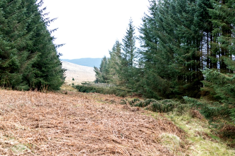 Trees blocking Southern Upland Way near Shiel Hill